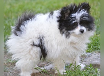 Zwergspitz-Yorkshire Terrier Mix Welpen zu verk.