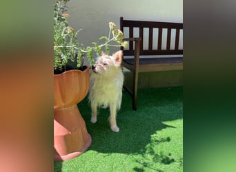 Loretta SR – Unkomplizierte Dame sucht ihr Zuhause