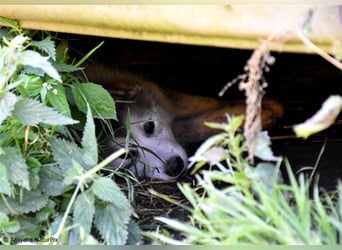 Zuchtstätte Silberglanz- C-Wurf / Alaskan Malamute Welpen - 3 Weibchen/2 Rüden