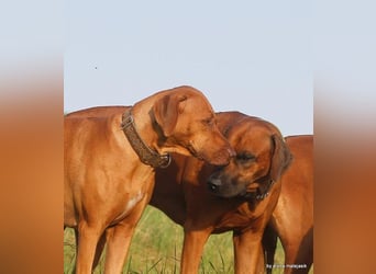 Rhodesian Ridgeback Welpen VDH /FCI