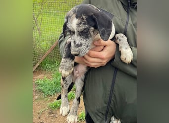 Merlin sucht eine liebevolle Familie