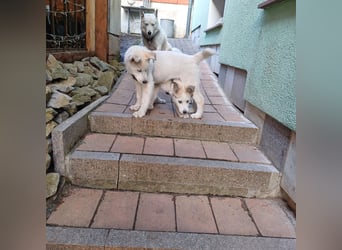 Akita-Husky Welpen