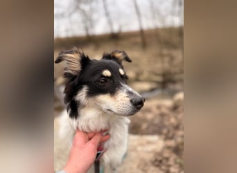 ❤️Käthy...ein schlaues Hundemädchen auf der Suche nach ihrem Für-Immer-Zuhause!