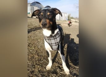 Rufus, er wartet schon so lange
