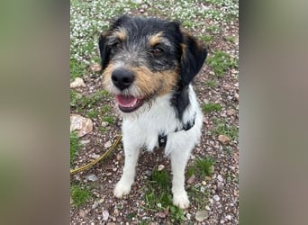 Tobi, charmanter kleiner Knopf, katzen hunde Menschenfreund