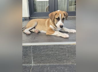 BRUNO - verspielter Bub sucht aktive Familie
