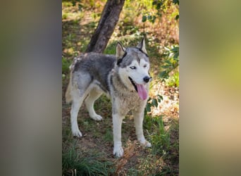Chip-Nr. 2279997 - der freundliche junge Mann mag Menschen + Hunde und sucht ein tolles Zuhause