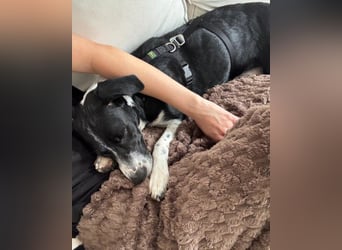 Wunderbare ♥♥ Wilma ♥♥ wartet bereits in 04157 Leipzig auf ihre Für-Immer-Menschen
