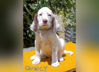English setter Welpen (3 Rüden, 2 Hündinnen)