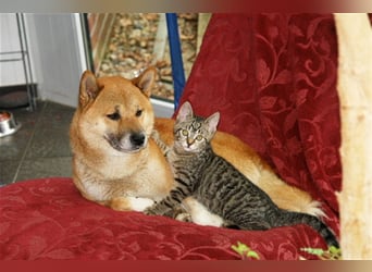 Erstklassige Shiba Inu Zucht in Sachsen