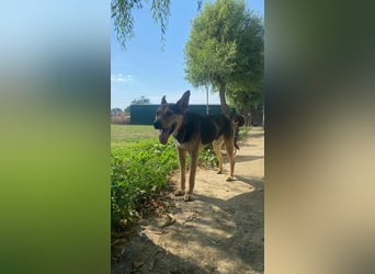Yoda wer schenkt mir ein Zuhause
