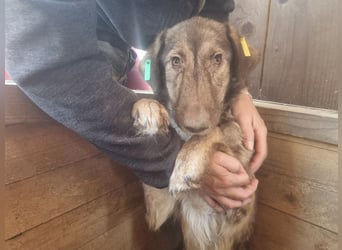 ♥ALWA♥ besondere, vom Tierheim sehr gestresste Hündin sehnt sich nach einem ruhigen Zuhause 53 cm