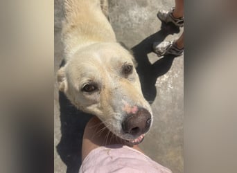 Und dann kam BAILEY - ein liebevoller Hundeopi mit trauriger Vergangenheit sucht endlich sein Glück