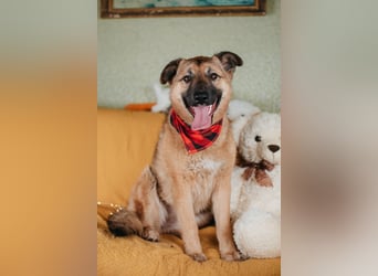 Hundemädchen Chloe sucht Familie
