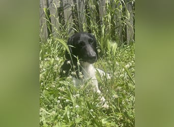 Sanfter und entspannter Junghund PEPPO sucht eine Familie!