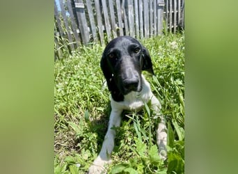 Sanfter und entspannter Junghund PEPPO sucht eine Familie!