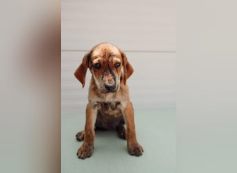Jagdhund Mix Henri