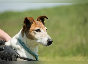 Pici-SI, Schmuse Omi sucht warmes Körbchen