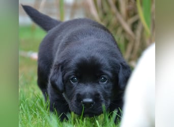 Reinrassige Labradorwelpen (Arbeitslinie)drei schwarze Mädels suchen ein schöne Zuhause