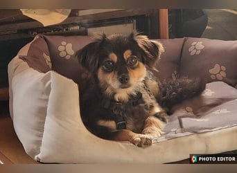 Jena, kleine Zaubermaus sucht ihr Zuhause