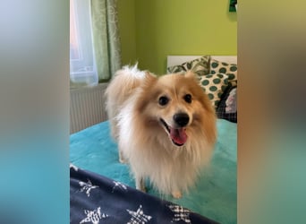 Leo SR – kleiner Sonnenschein sucht ein liebevolles Zuhause!