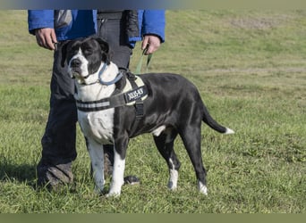 Mozes-SI– Spezieller Hund sucht spezielle Menschen!