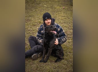 Wunderschöner Labradormischling Ivar sucht seine Menschen   Zuhause oder Pflegestelle zum 02.08.2025