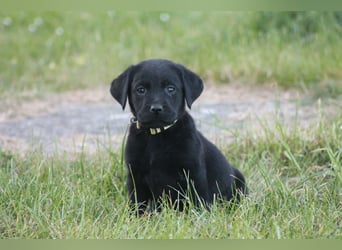 Labrador Welpen