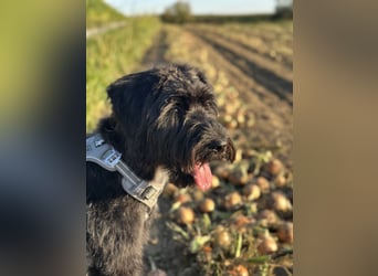 "Pumi“ – junge Schnauzer-Pumi-Mix Hündin sucht ländliches Zuhause
