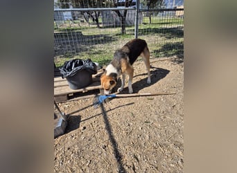 Thor - Traumhund sucht Familie