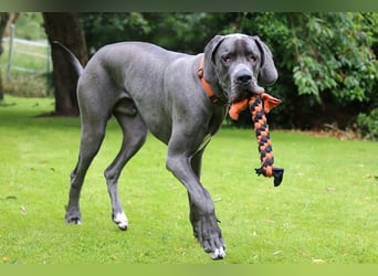 Aris aus Mönchengladbach - wunderschöner Deutscher Doggen Bub!