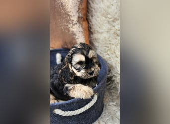 Cockapoo Welpen Englisch Cockerspaniel x Pudel