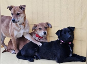 Walburga, !!! SOS !!!!  PS Oberkochen liebevolle, kleine Hündin sucht Ihr Körbchen