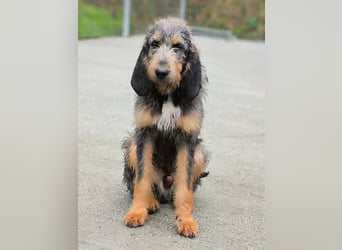 Gus
