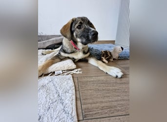 Sunny, menschenbezogen, sehr sozial, katzenverträglich