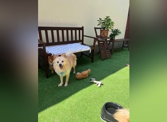 Biscuit SR – junger Herzensbrecher sucht liebevolles Zuhause