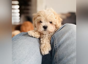 Maltipoo Pudel Malteser