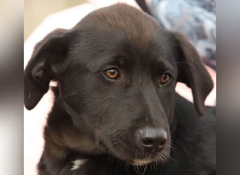 Hübscher Fido sucht seine Familie