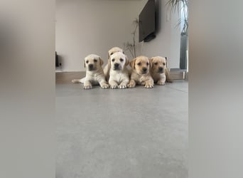Labrador Welpen