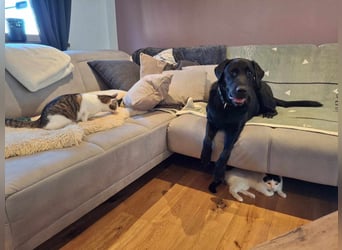 Tyson - der gutgelaunte Traumhund