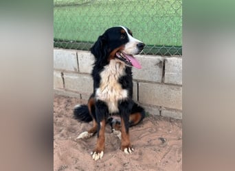 Isis - wunderbares Berner Sennenhund Mädel sucht gutes Zuhause