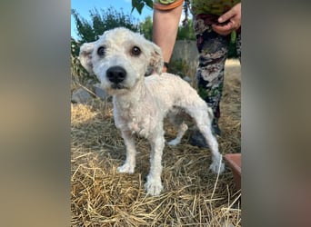 Kefir, geboren 20.04.2020, 29cm sucht sein Körbchen