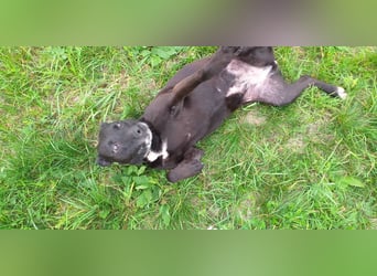 LOLKA - die sportliche, liebe Seniorin sucht eine konsequente Familie ohne Kleintiere