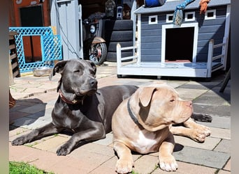 Süße Labradorwalmaraner/ American bully (pocket) Mix
