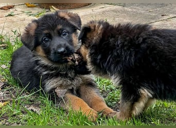 Schäferhund Welpen mit geradem Rücken aus gesunden Eltern