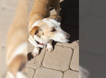Sophie, unkomplizierte, liebevolle Hündin