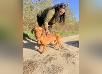 Das ist unser Bürök, ein Vizsla mit kurzen Beinen