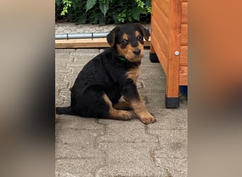 Typvolle Airedale Terrier Welpen aus Leistungszucht VDH/KfT