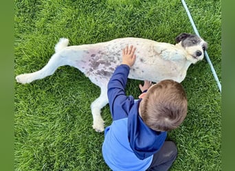 Süße Daisy sucht ihr eigenes Körbchen