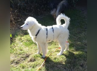 Arik, bereits auf PS in 57223 Kreuztal, sucht wunervolles Zuhause!